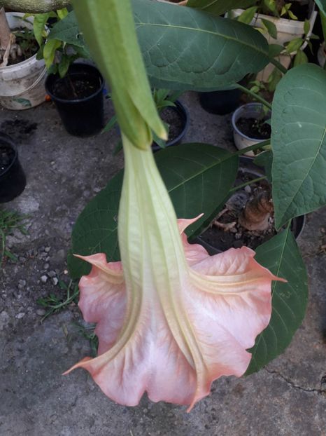 - Brugmansii 2019