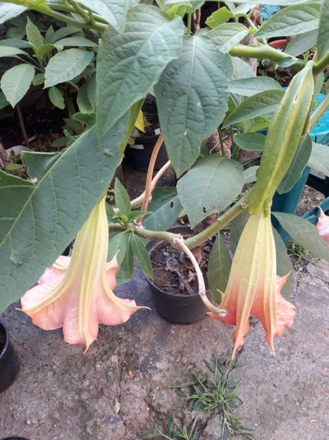  - Brugmansii 2019