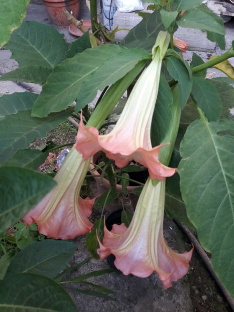  - Brugmansii 2019