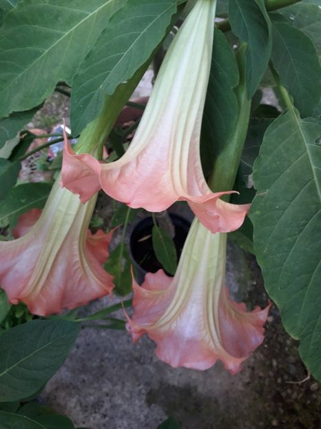 - Brugmansii 2019