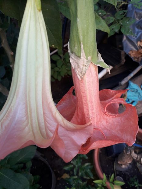  - Brugmansii 2019