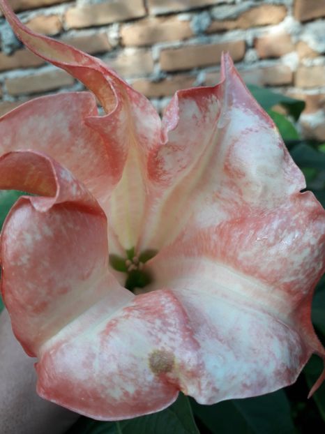 - Brugmansii 2019