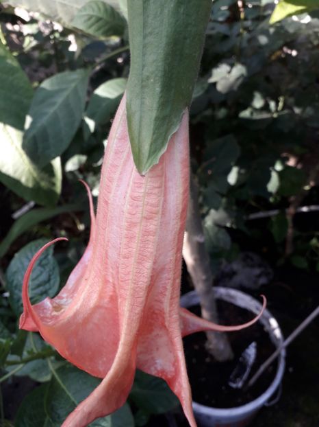  - Brugmansii 2019
