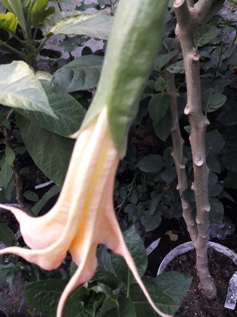 20190630_204406(0) - Brugmansii 2019