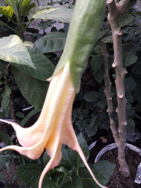  - Brugmansii 2019