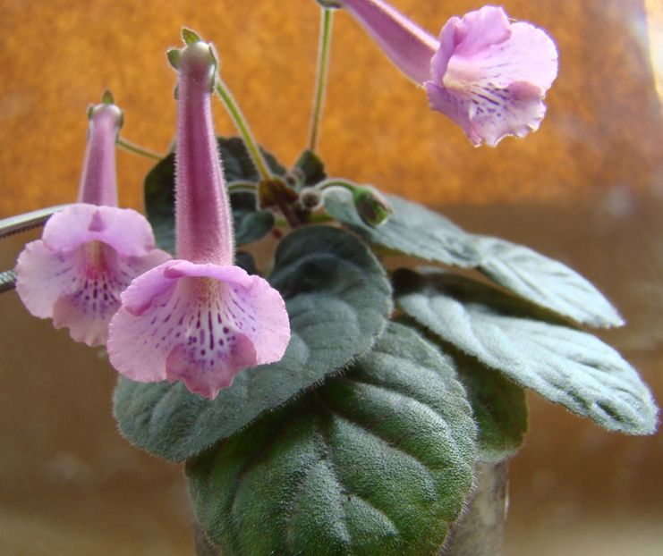 Minisinningia MC`s Fancy Blue - Minisinningia MCs Fancy Blue