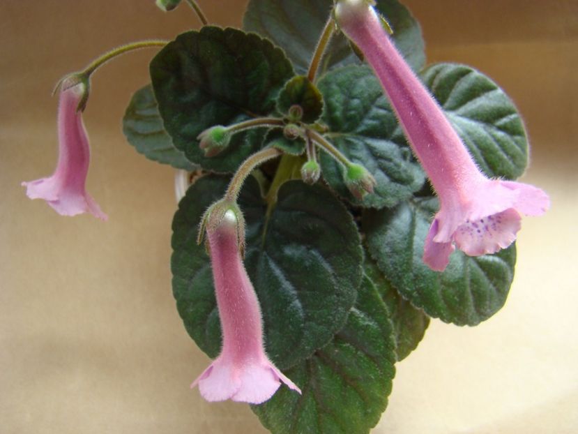 Minisinningia MC`s Fancy Blue - Minisinningia MCs Fancy Blue