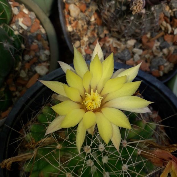 Dolichothele longimama - Cactusi înfloriti 2019