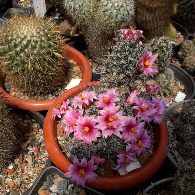 Mammillaria sheldonii - Cactusi înfloriti 2019