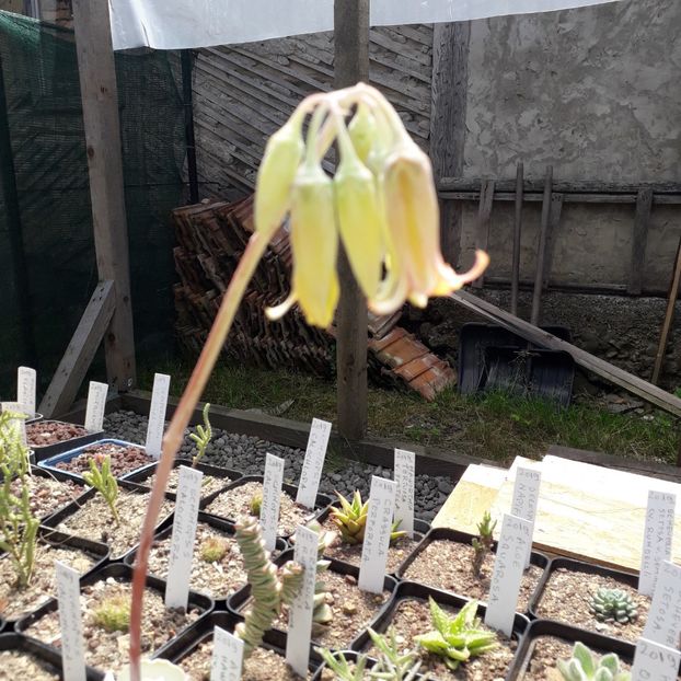 Aeiinium - Cactusi înfloriti 2019