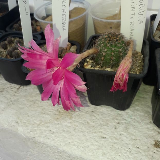 Lobivia winteriana - Cactusi înfloriti 2019