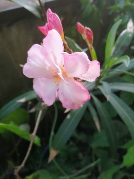 Chopin - 2019 continuare