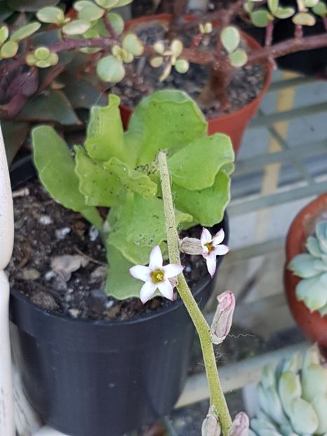 Adromischus cristatus var. zeyheri - Adromischus