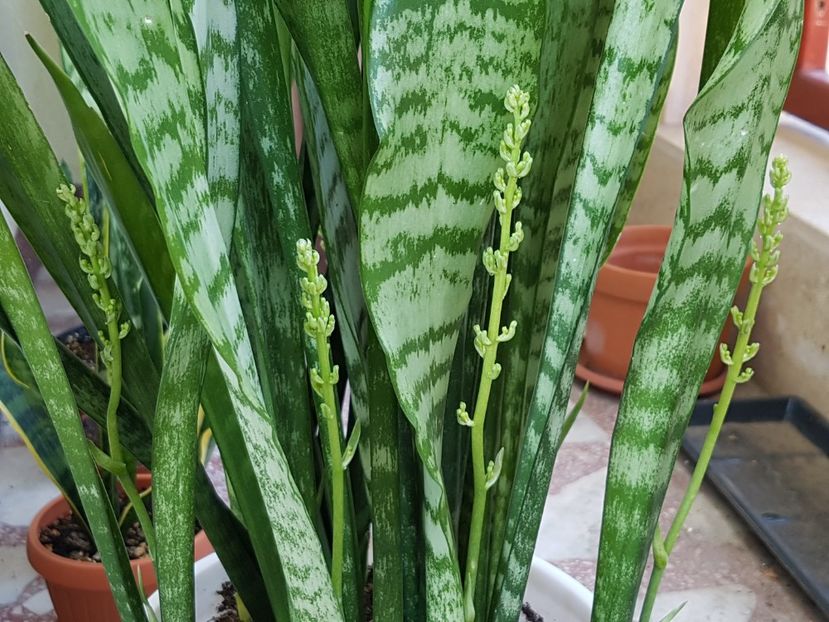  - Sansevieria