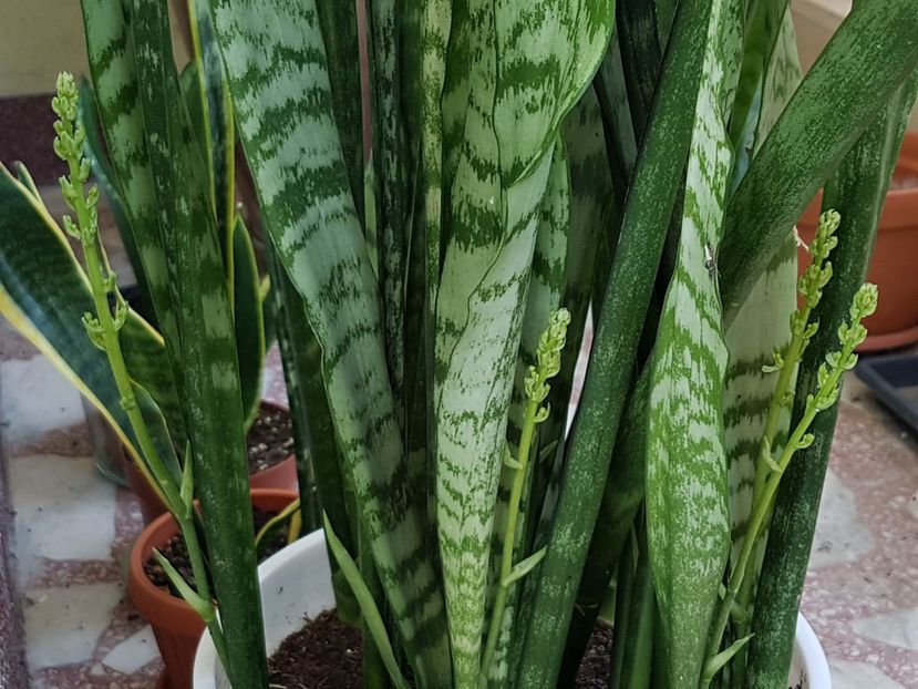  - Sansevieria