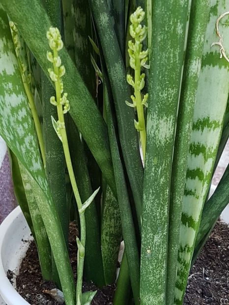 Pregatiri de inflorirea 2019 - Sansevieria