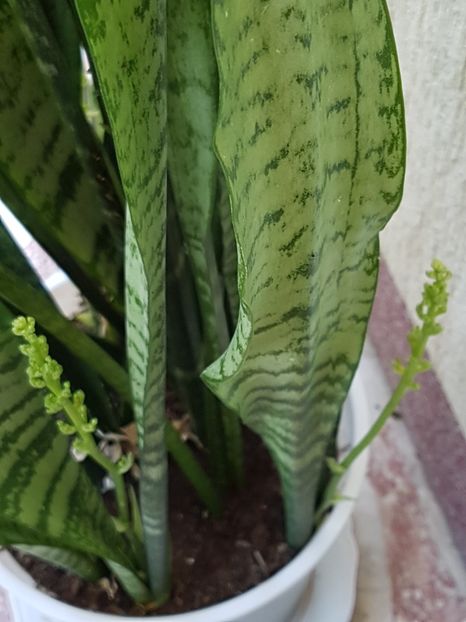  - Sansevieria