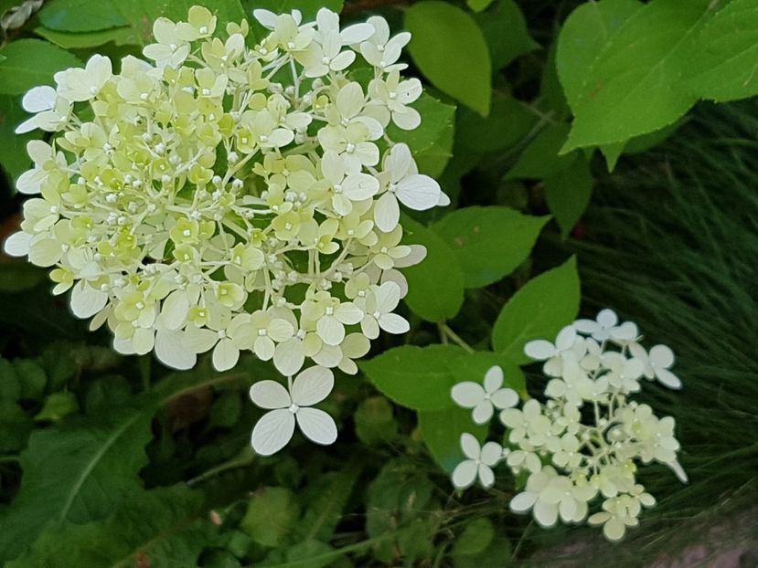 Hortensia paniculata - Iulie 2019