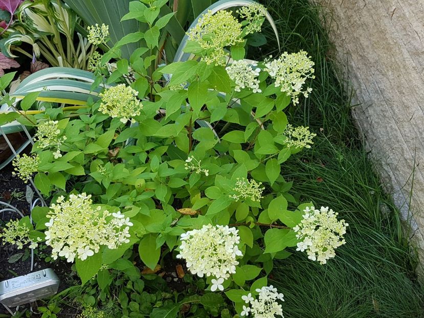 Hortensia paniculata - Iulie 2019