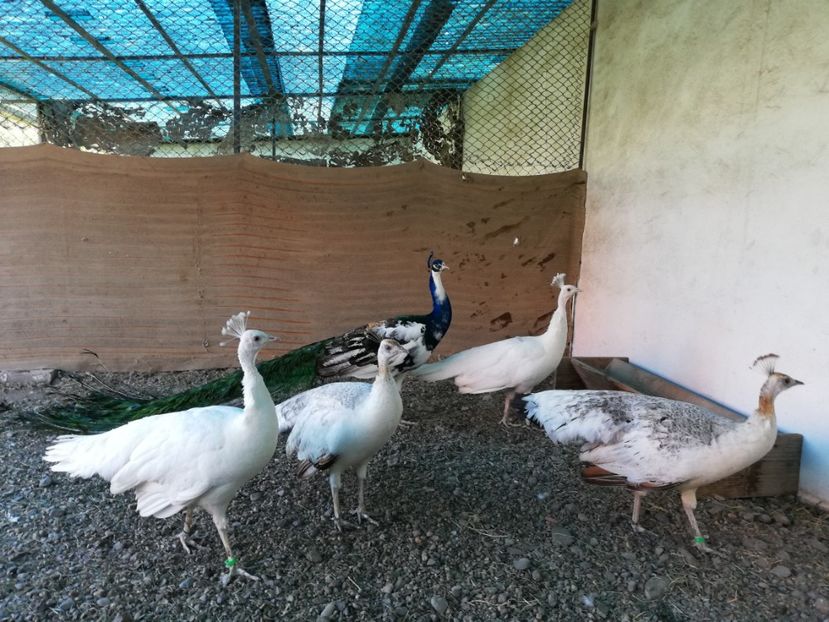  - Păuni aripă neagră arlechin 2019