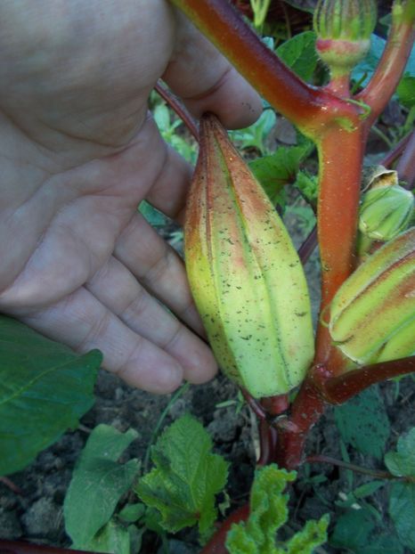  - SEMINTE BAME - D 128 HILL COUNTRY HEIRLOOM RED OKRA