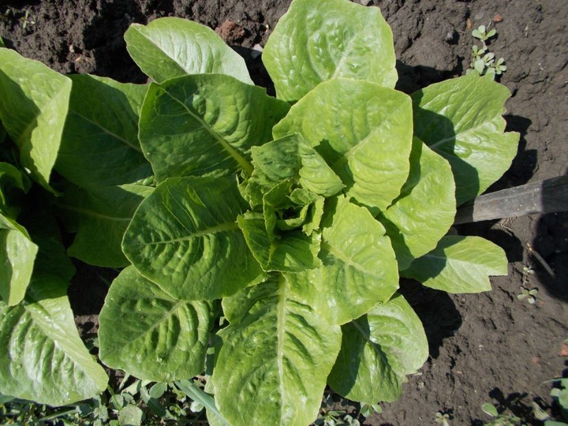  - SEMINTE SALATA - D114 SYRIAN LETTUCE