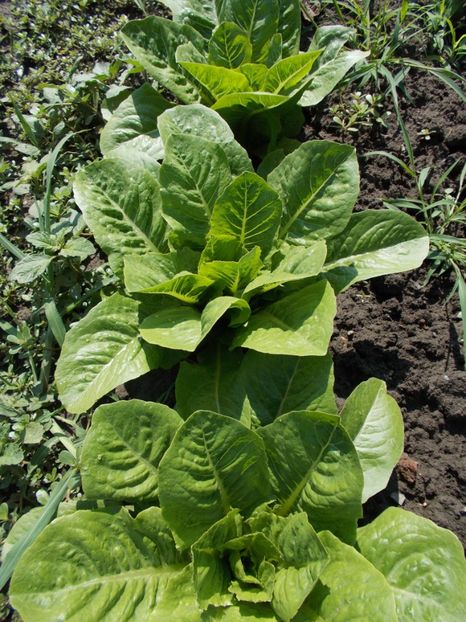  - SEMINTE SALATA - D114 SYRIAN LETTUCE