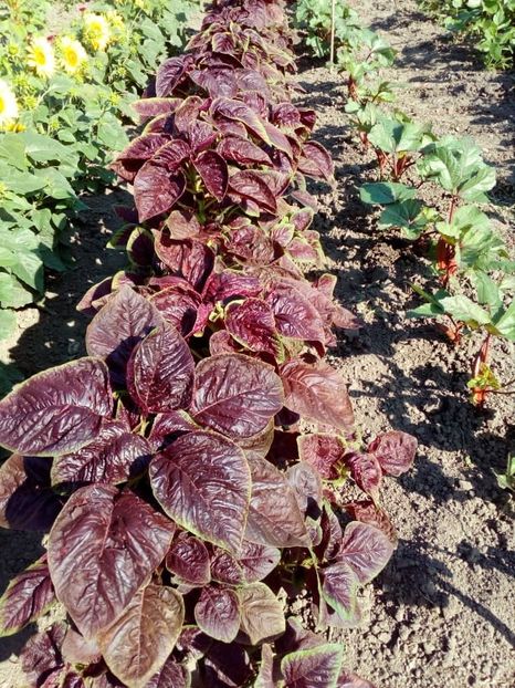  - SEMINTE SPANAC CHINEZESC - D 134 CHINESE MULTICOLOR SPINACH