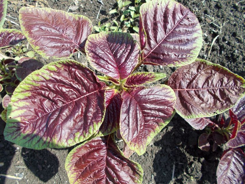  - SEMINTE SPANAC CHINEZESC - D 134 CHINESE MULTICOLOR SPINACH