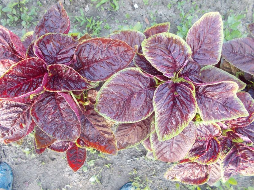  - SEMINTE SPANAC CHINEZESC - D 134 CHINESE MULTICOLOR SPINACH