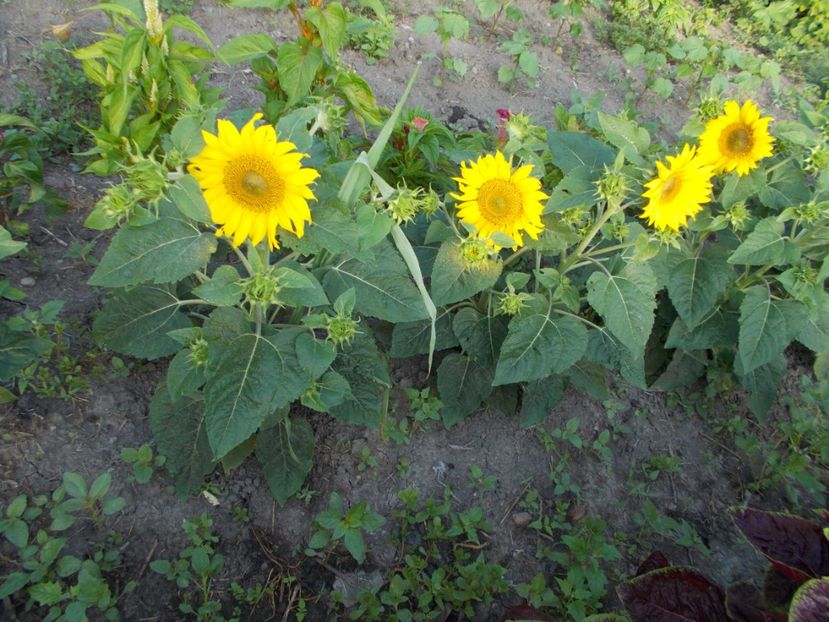  - SEMINTE FLOAREA SOARELUI DECORATIVA DE GHIVECI - D 115 PACINO