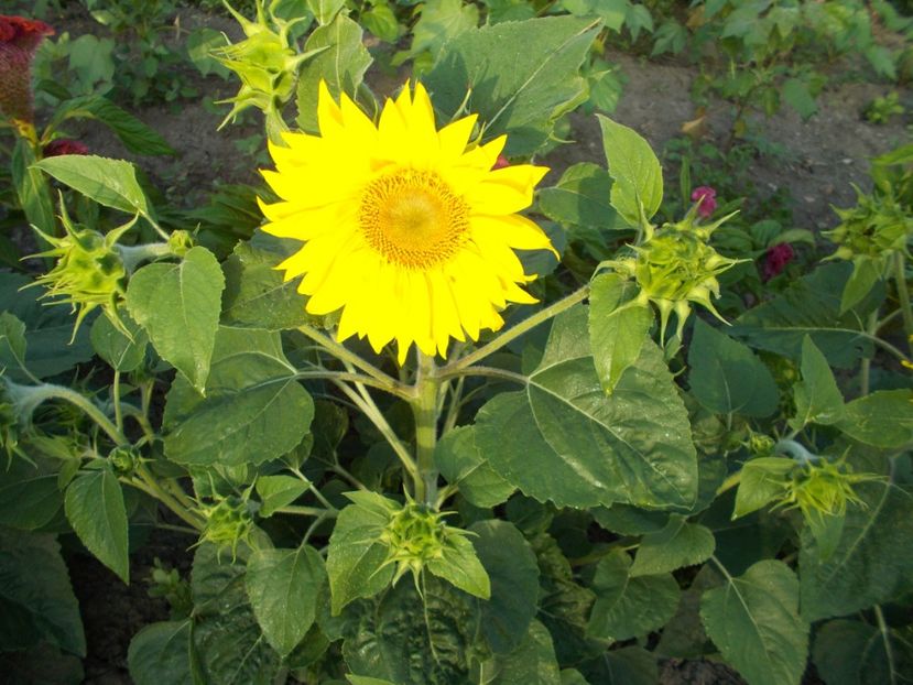  - SEMINTE FLOAREA SOARELUI DECORATIVA DE GHIVECI - D 115 PACINO