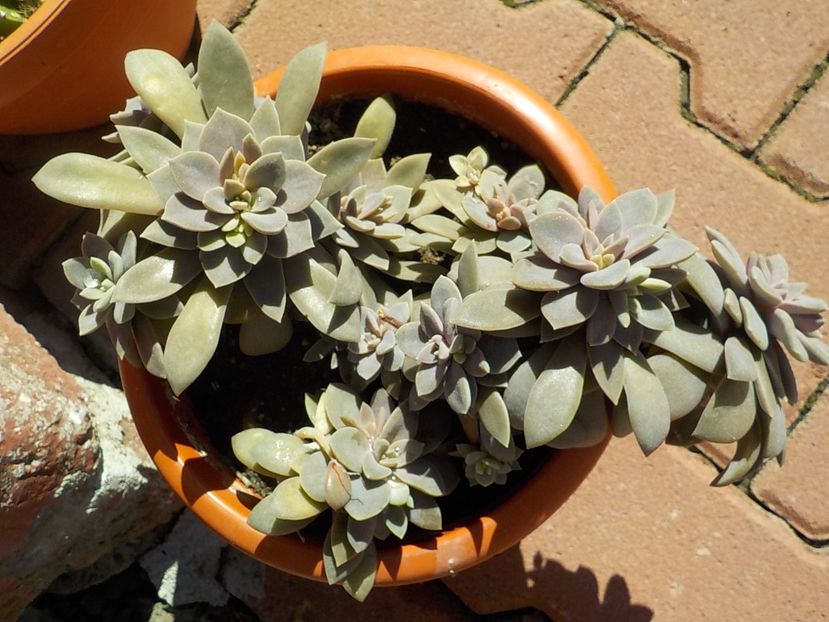  - graptopetalum paraguyense