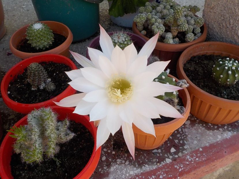  - echinopsis subdenudata