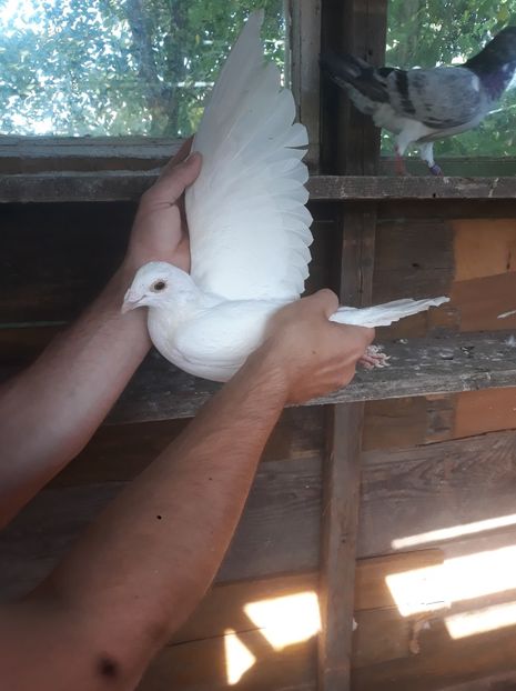 albu meu - Porumbei mei