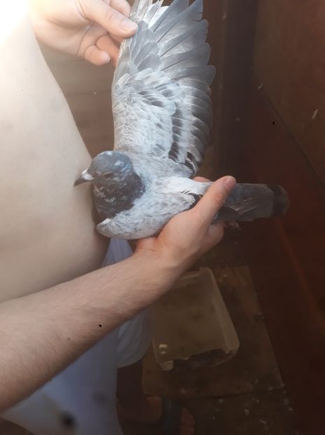 o evolutie fumoasa - Porumbei mei