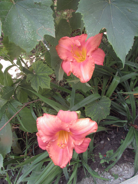  - A A Flori de gradina 2