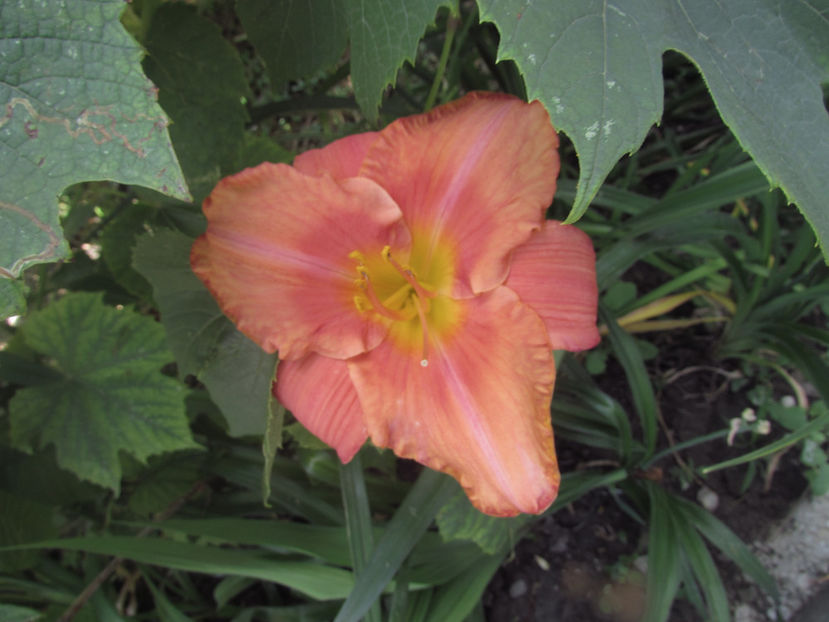  - A A Flori de gradina 2