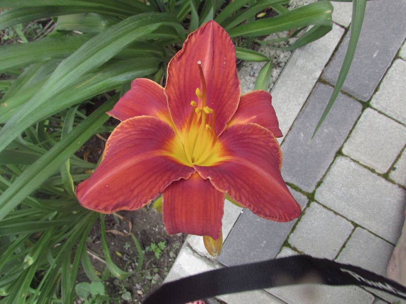  - A A Flori de gradina 2