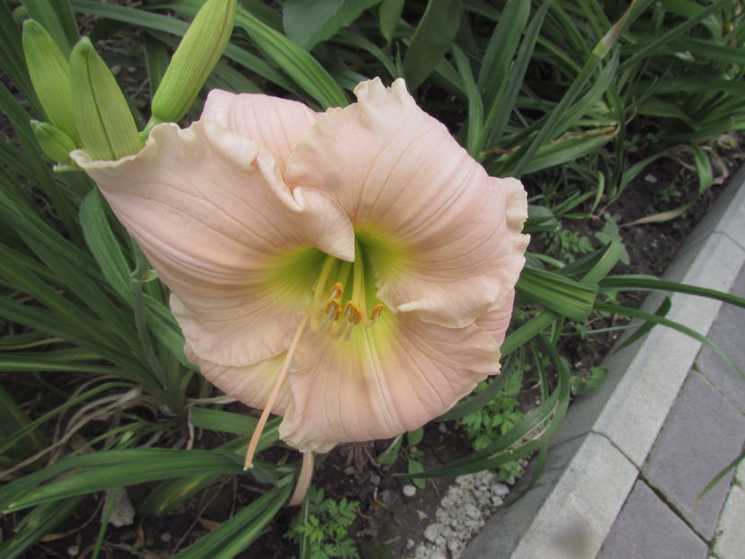  - A A Flori de gradina 2