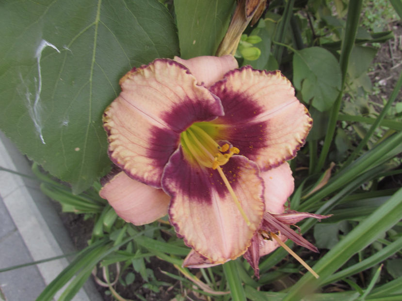  - A A Flori de gradina 2