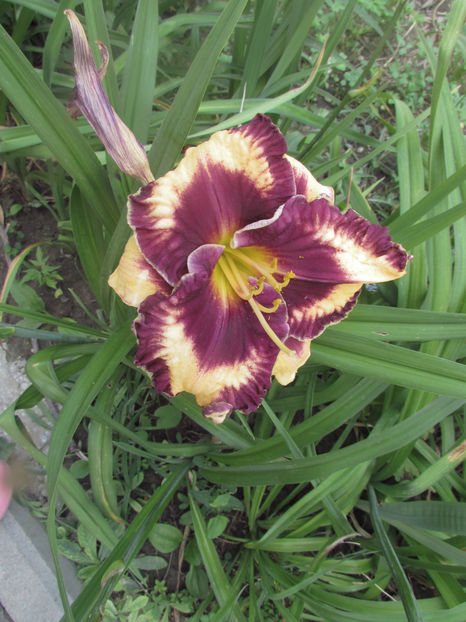  - A A Flori de gradina 2