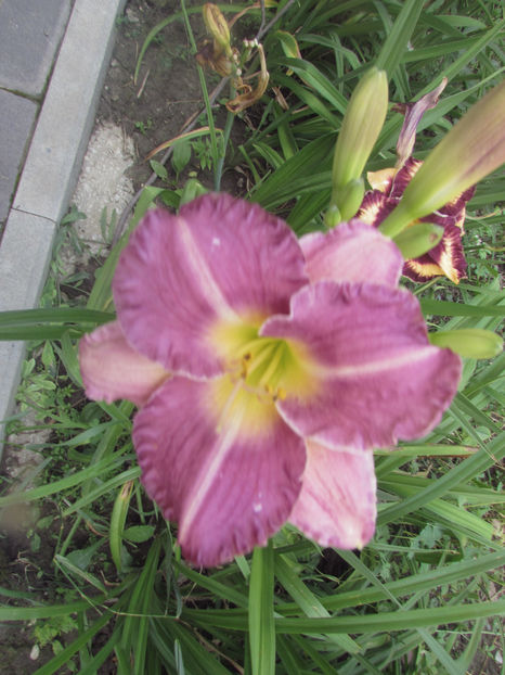  - A A Flori de gradina 2