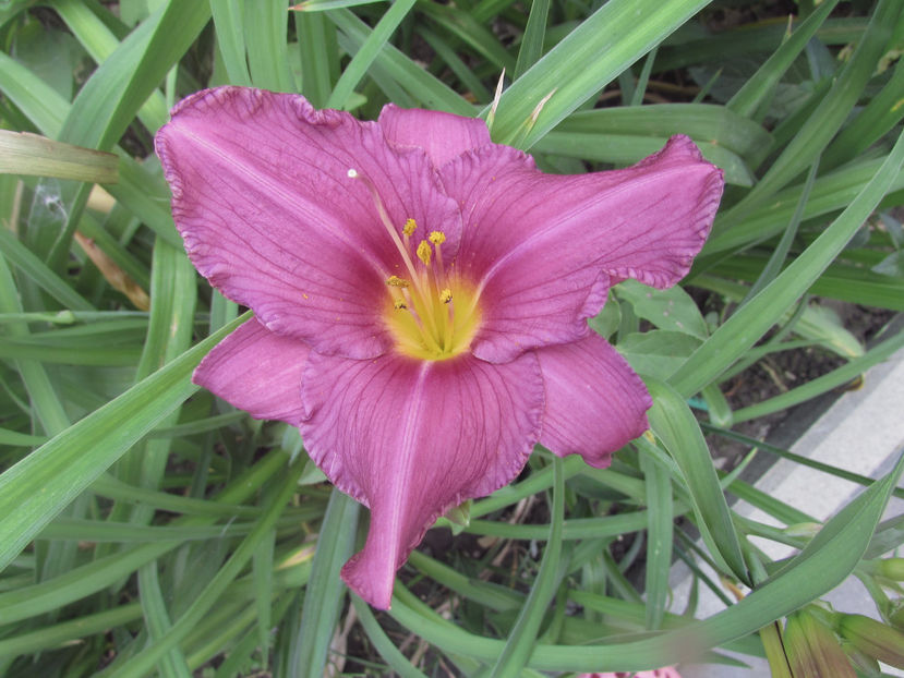  - A A Flori de gradina 2