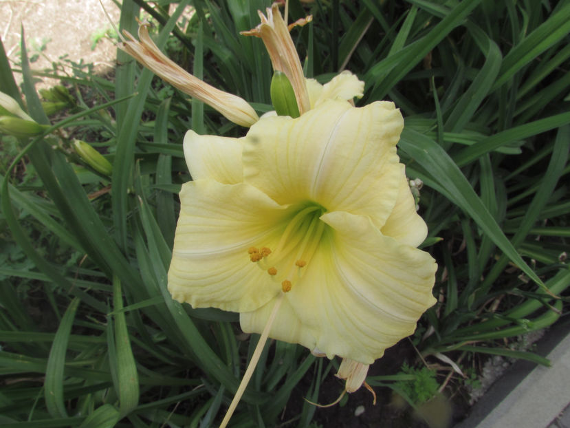  - A A Flori de gradina 2