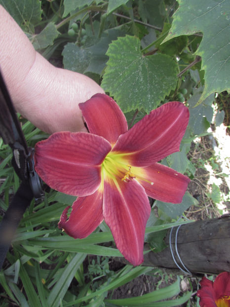  - A A Flori de gradina 2