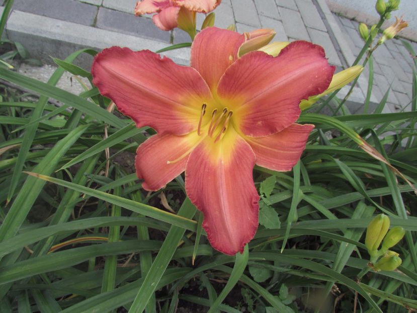  - A A Flori de gradina 2