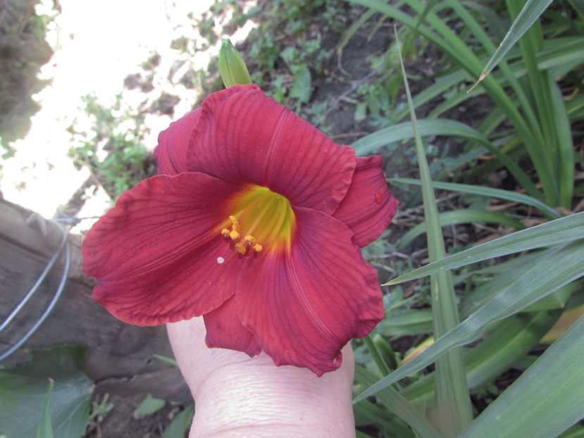  - A A Flori de gradina 2