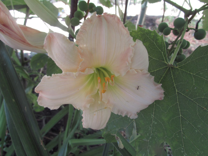  - A A Flori de gradina 2