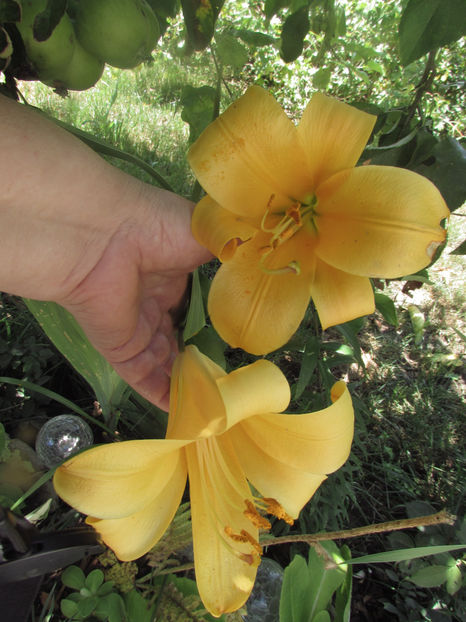  - A A Flori de gradina 2